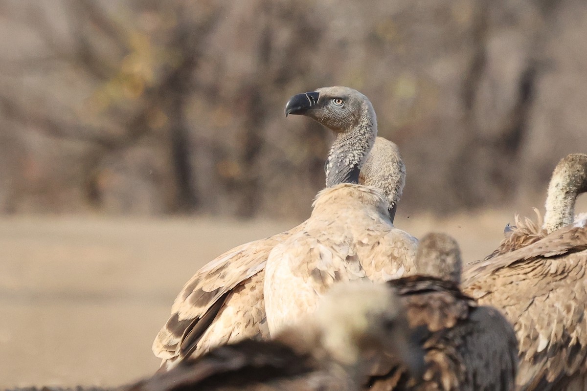 Cape Griffon - Daniel Engelbrecht - Birding Ecotours