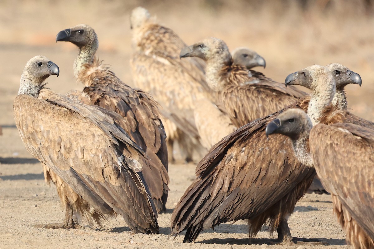 White-backed Vulture - ML623829632