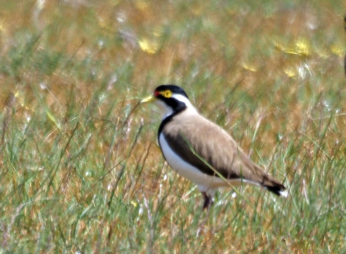 Banded Lapwing - ML623829635