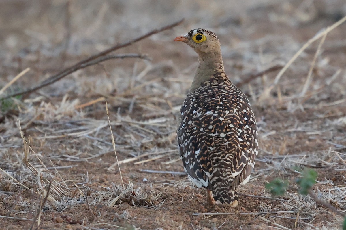 Double-banded Sandgrouse - Daniel Engelbrecht - Birding Ecotours