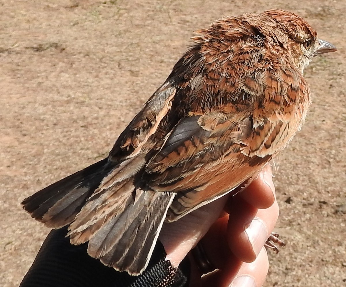 Eastern Clapper Lark - ML623829691