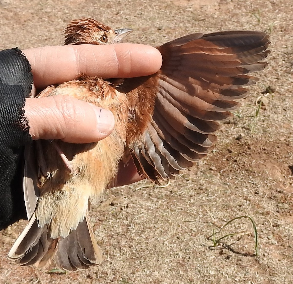 Eastern Clapper Lark - ML623829692