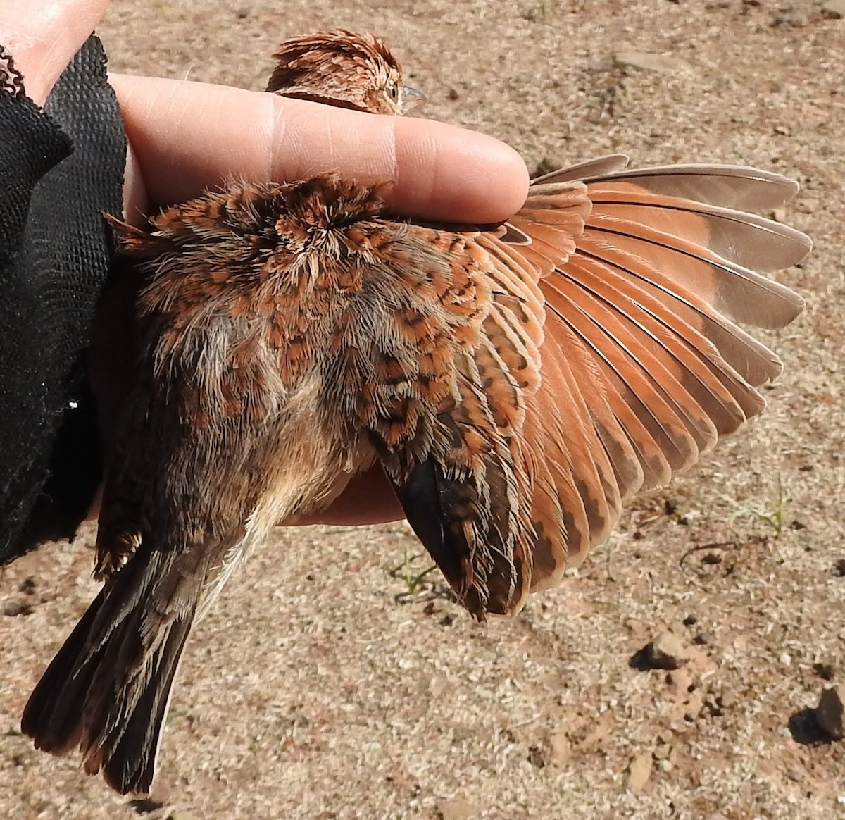 Eastern Clapper Lark - ML623829693