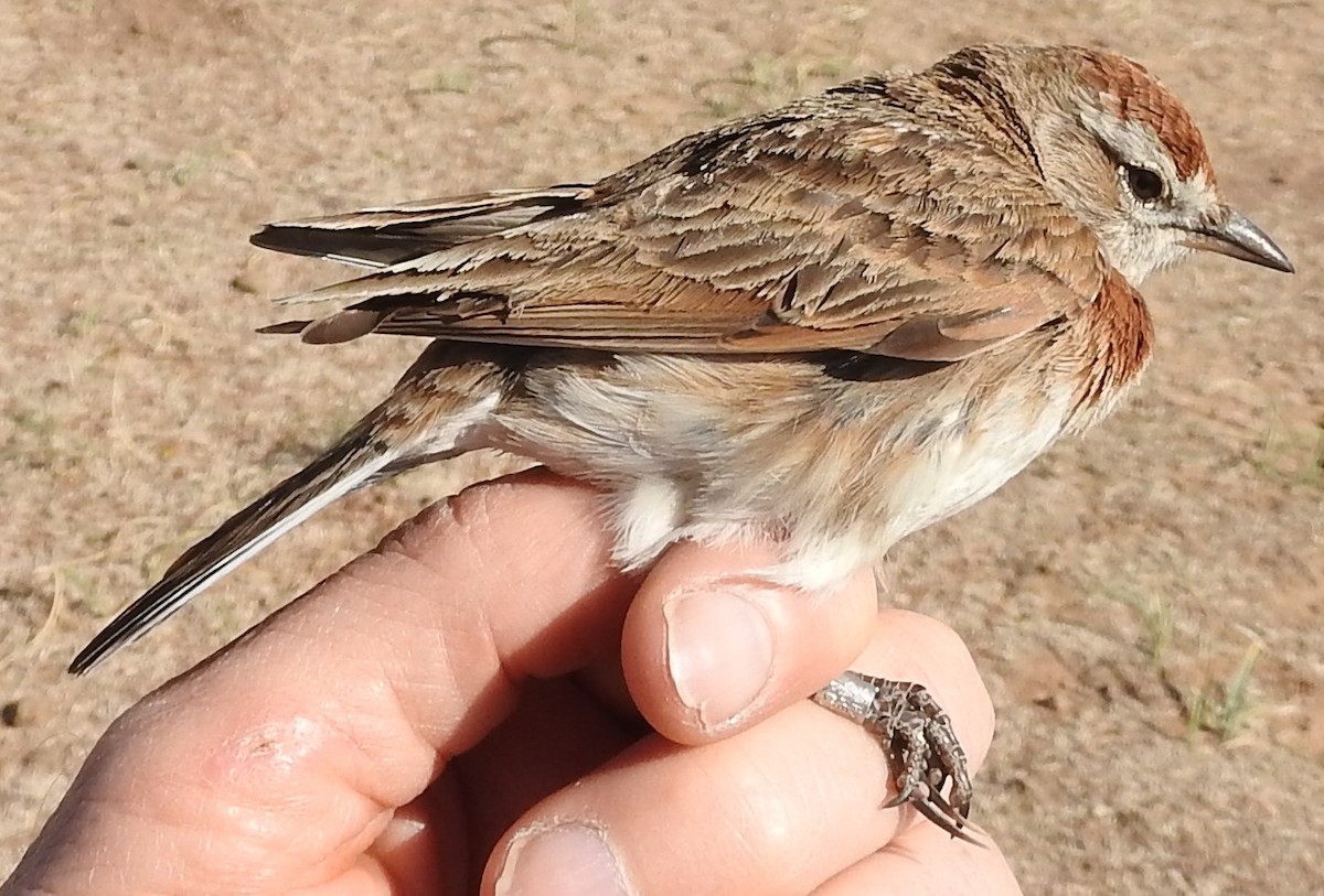 Red-capped Lark - ML623829695