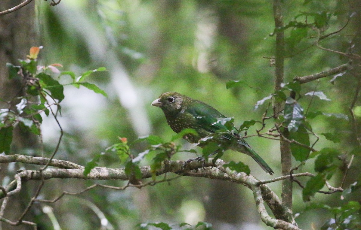 Green Catbird - Lucas Corneliussen