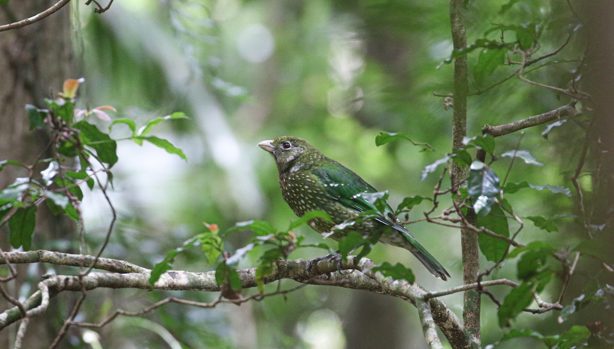 Green Catbird - ML623829703