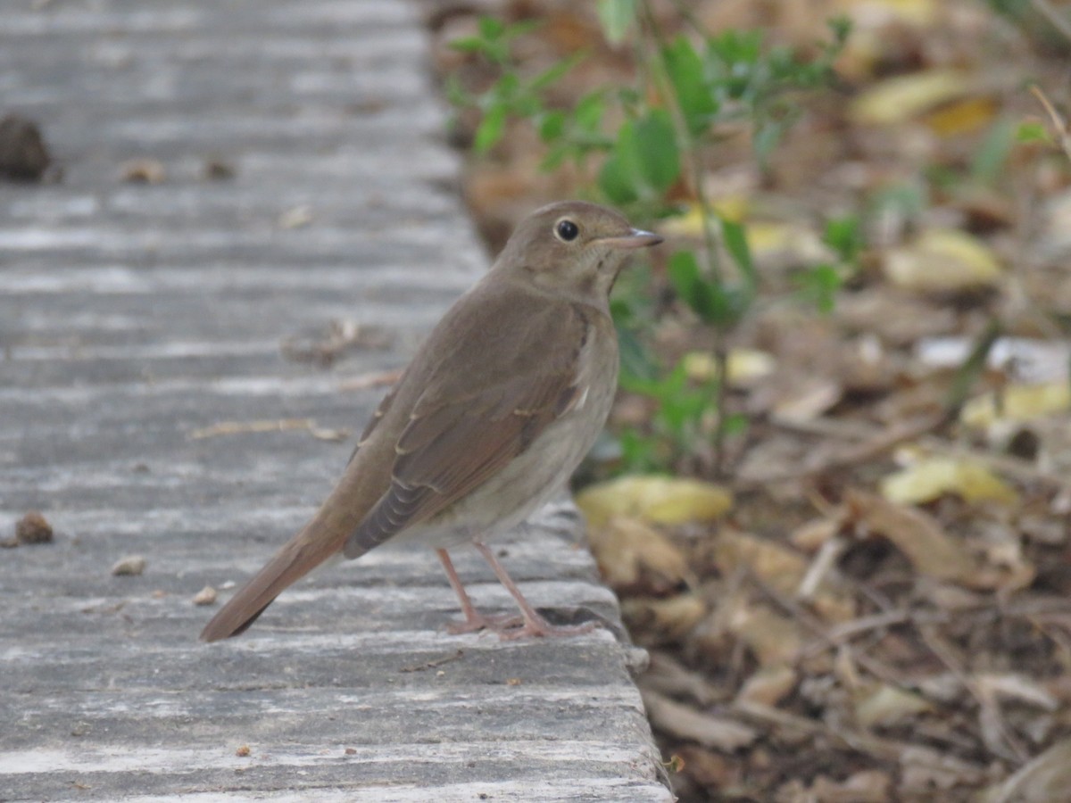 Thrush Nightingale - ML623829718