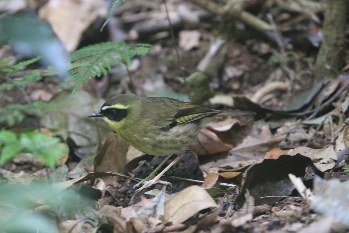 Yellow-throated Scrubwren - ML623829724