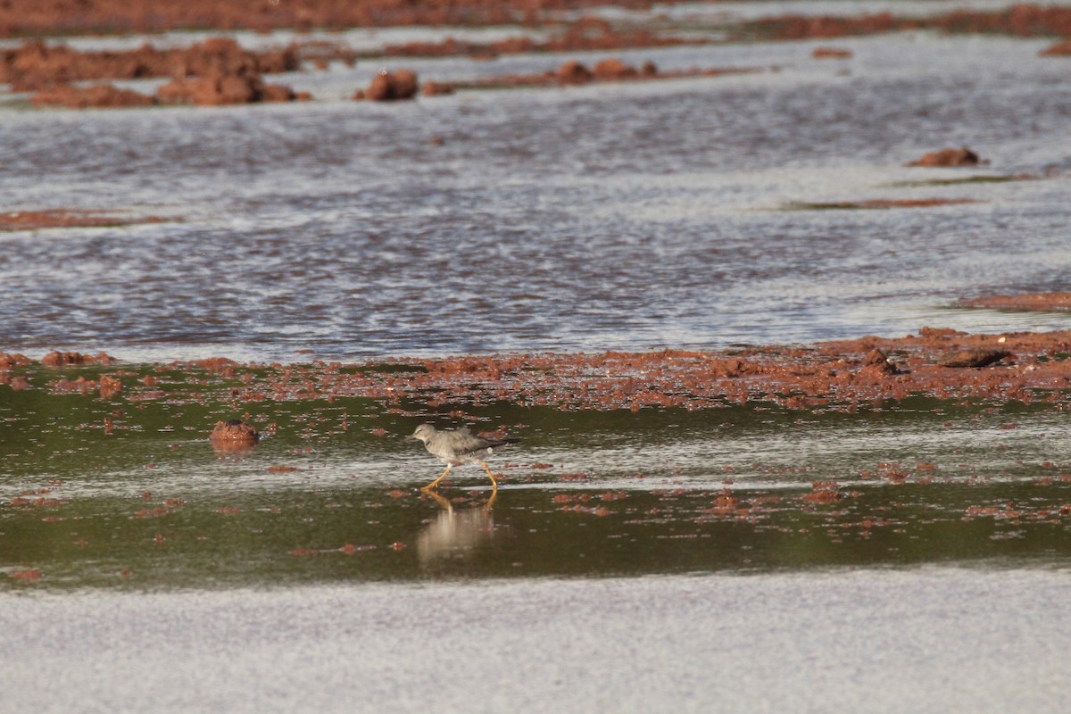 Wandering Tattler - ML623829736