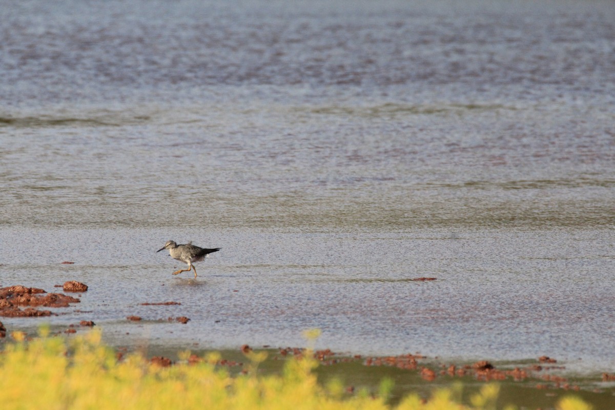 Wandering Tattler - ML623829737