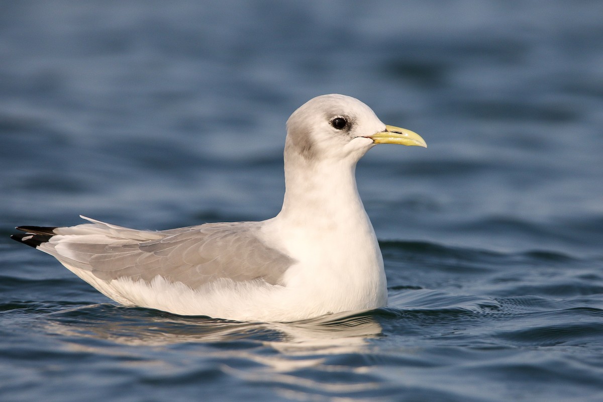 Mouette tridactyle - ML623829753