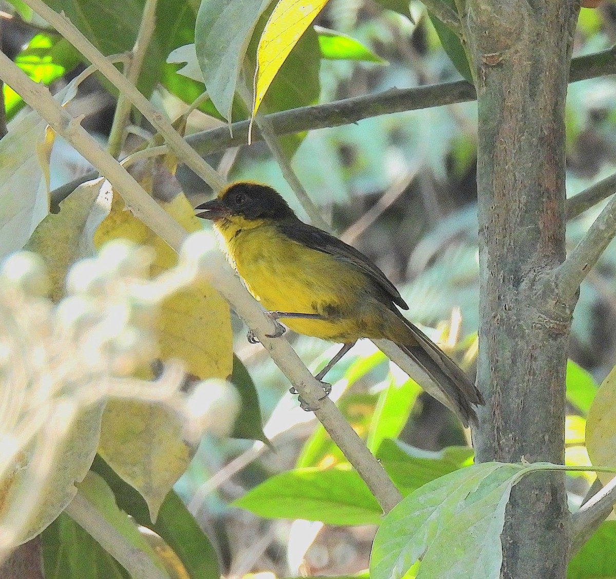 Tricolored Brushfinch - ML623829780