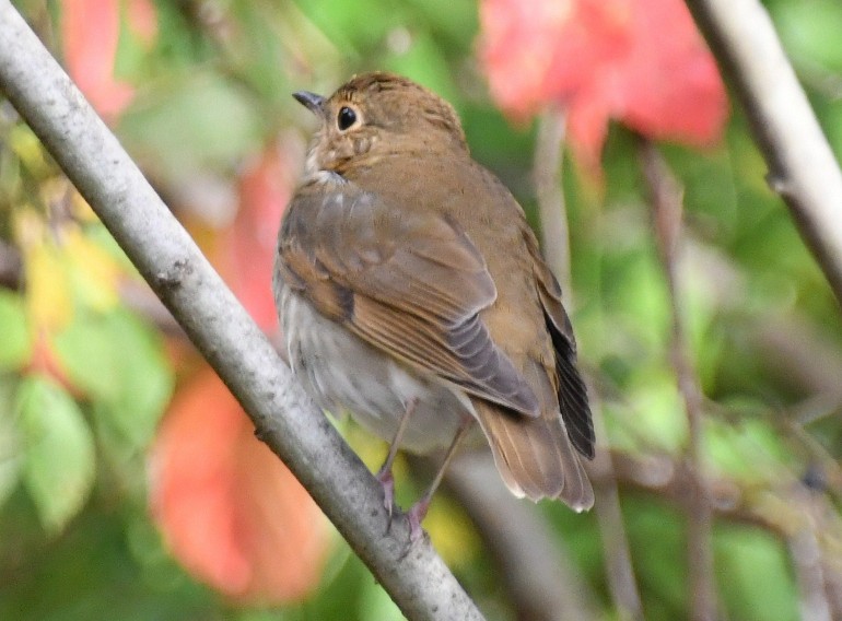 Swainson's Thrush - Randy Bodkins