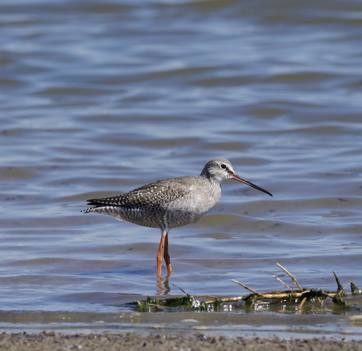 Spotted Redshank - ML623829793