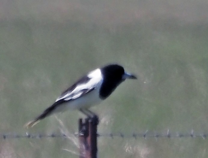 Pied Butcherbird - ML623829825