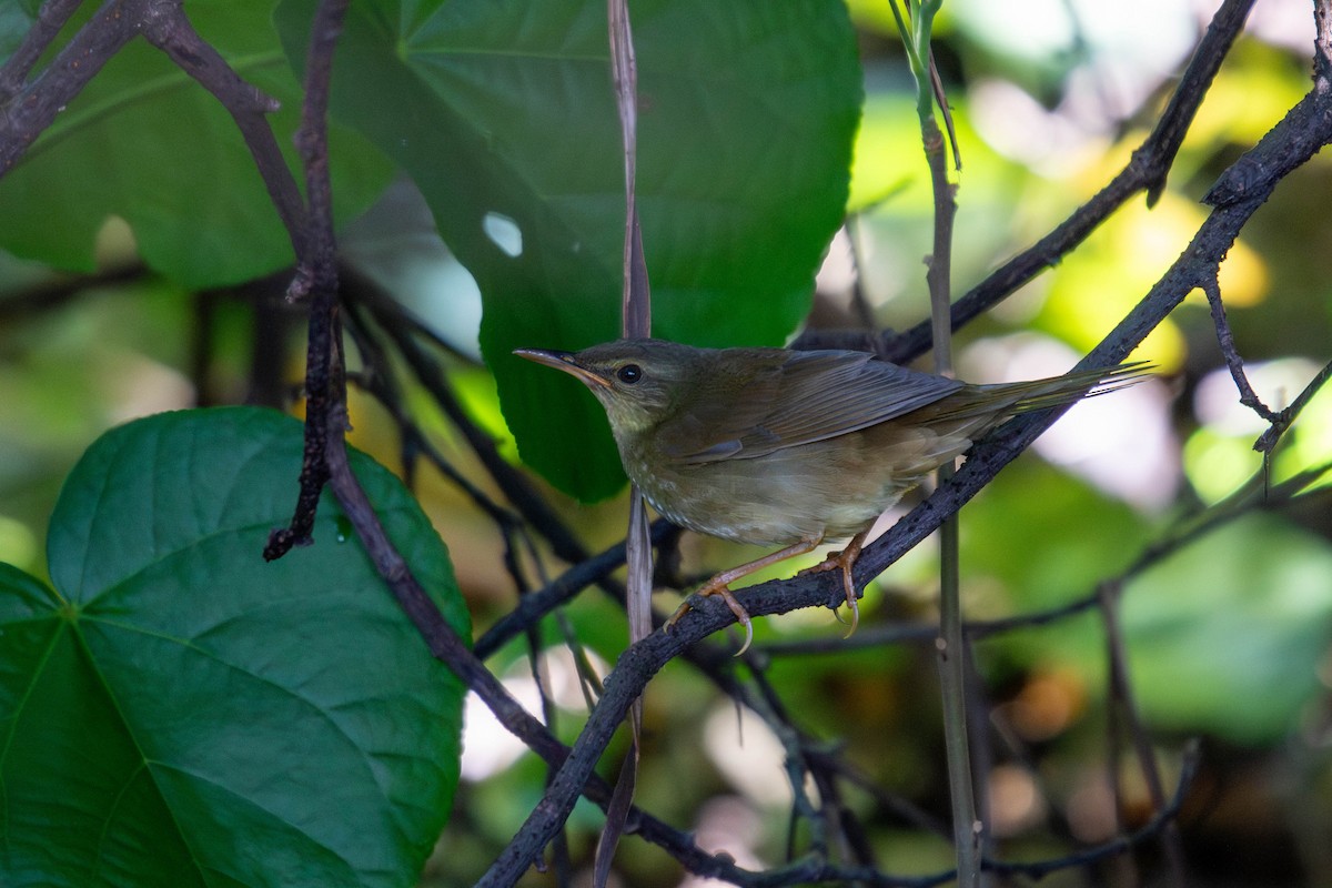 Gray's Grasshopper Warbler - 任謙 黃