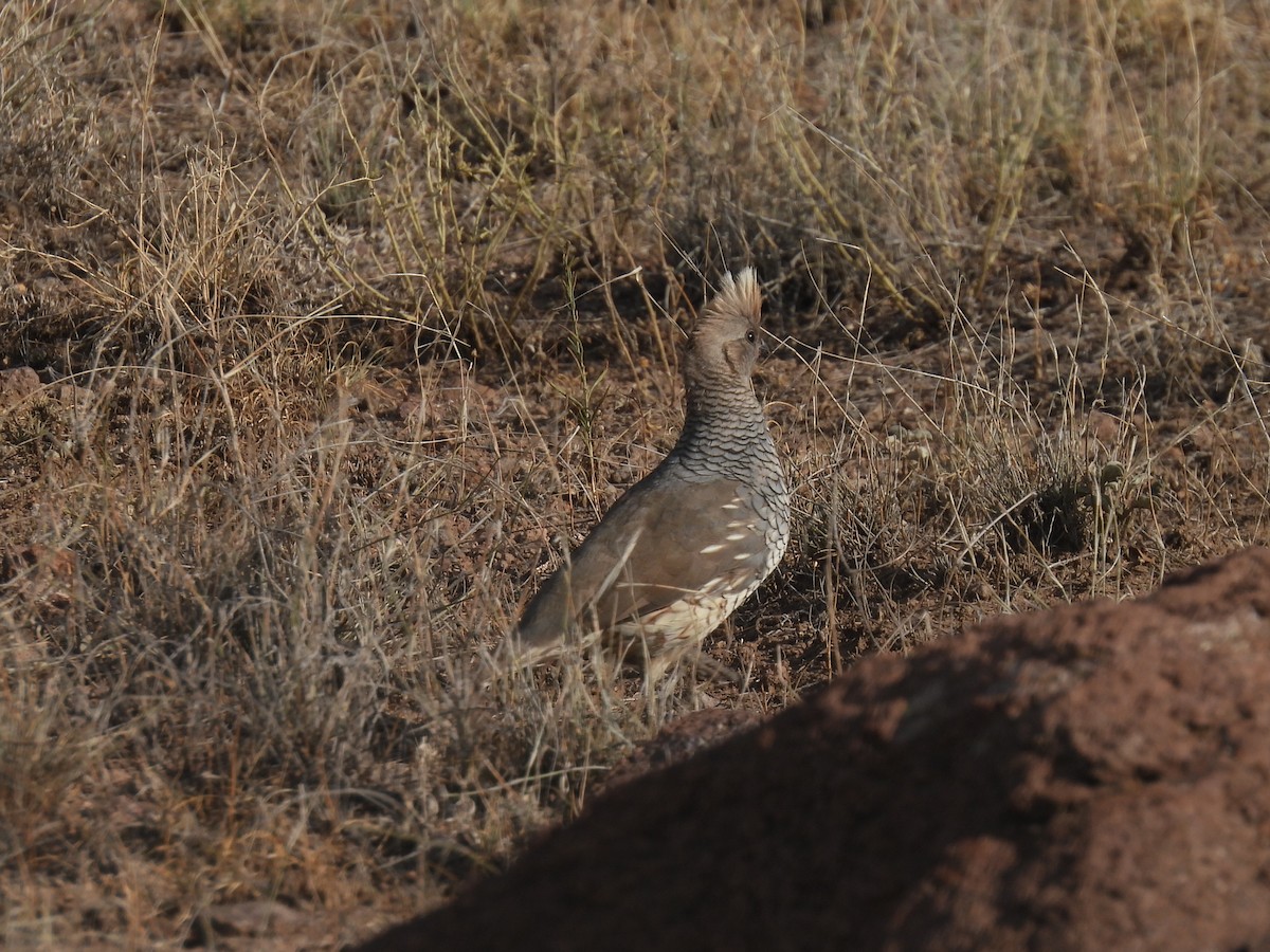 Scaled Quail - Nathan Wahler