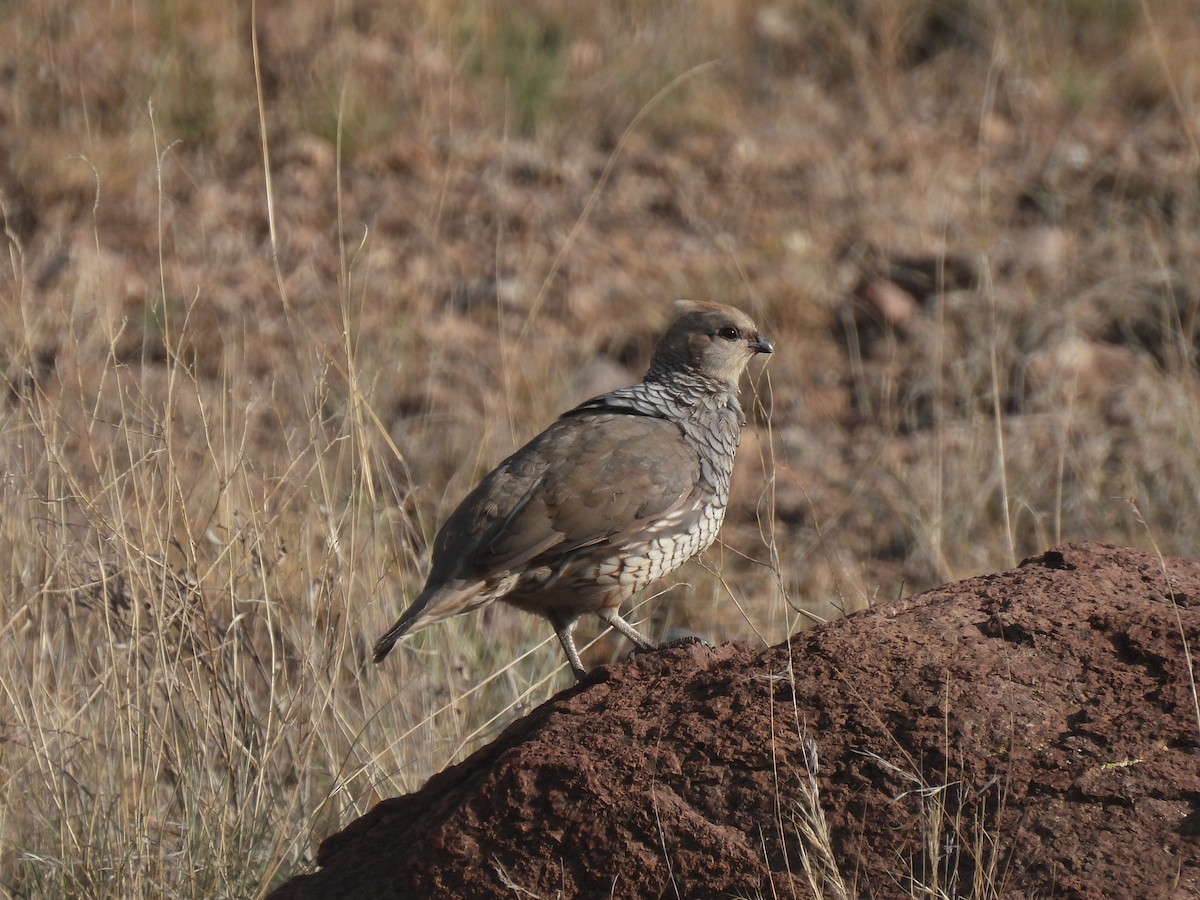 Scaled Quail - ML623829866