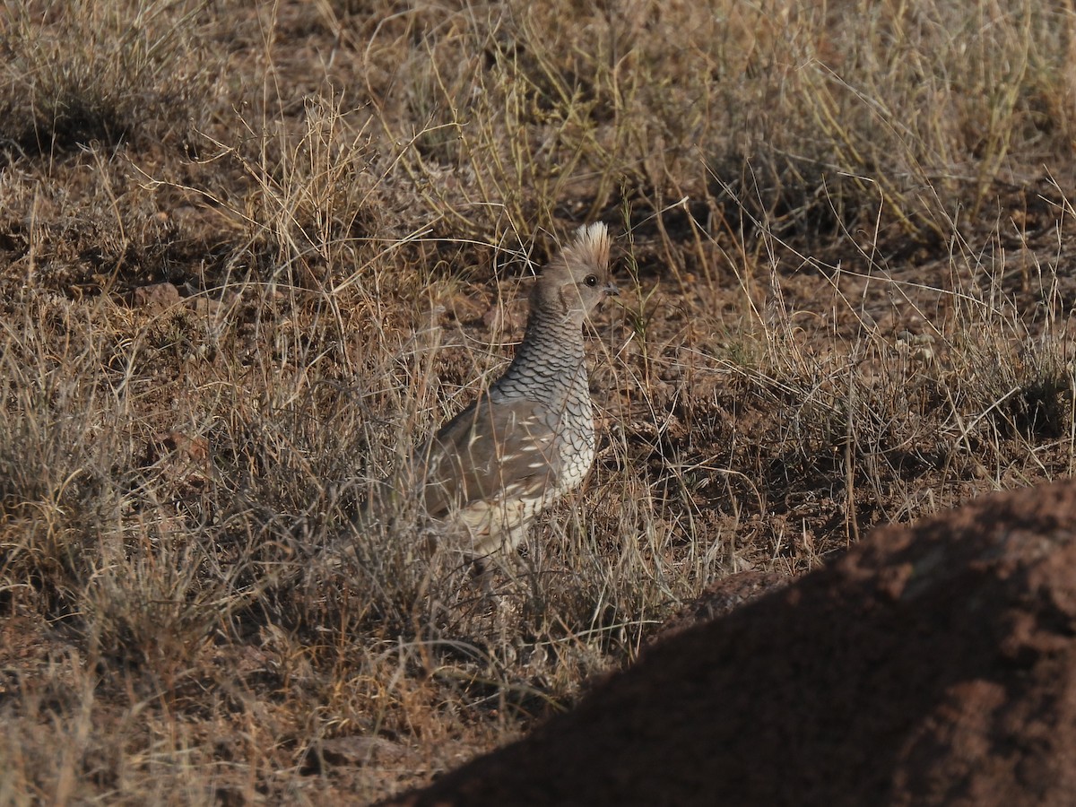 Scaled Quail - Nathan Wahler