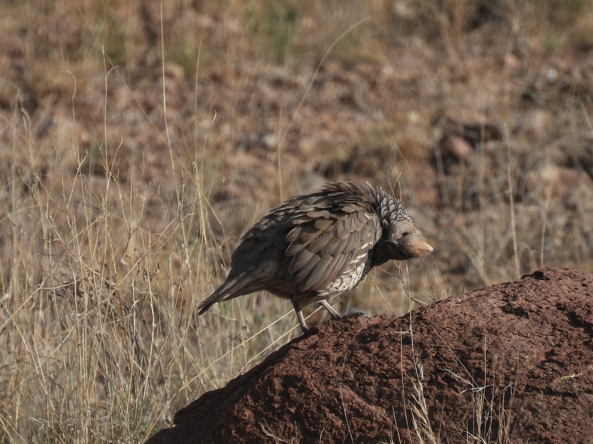 Scaled Quail - ML623829868