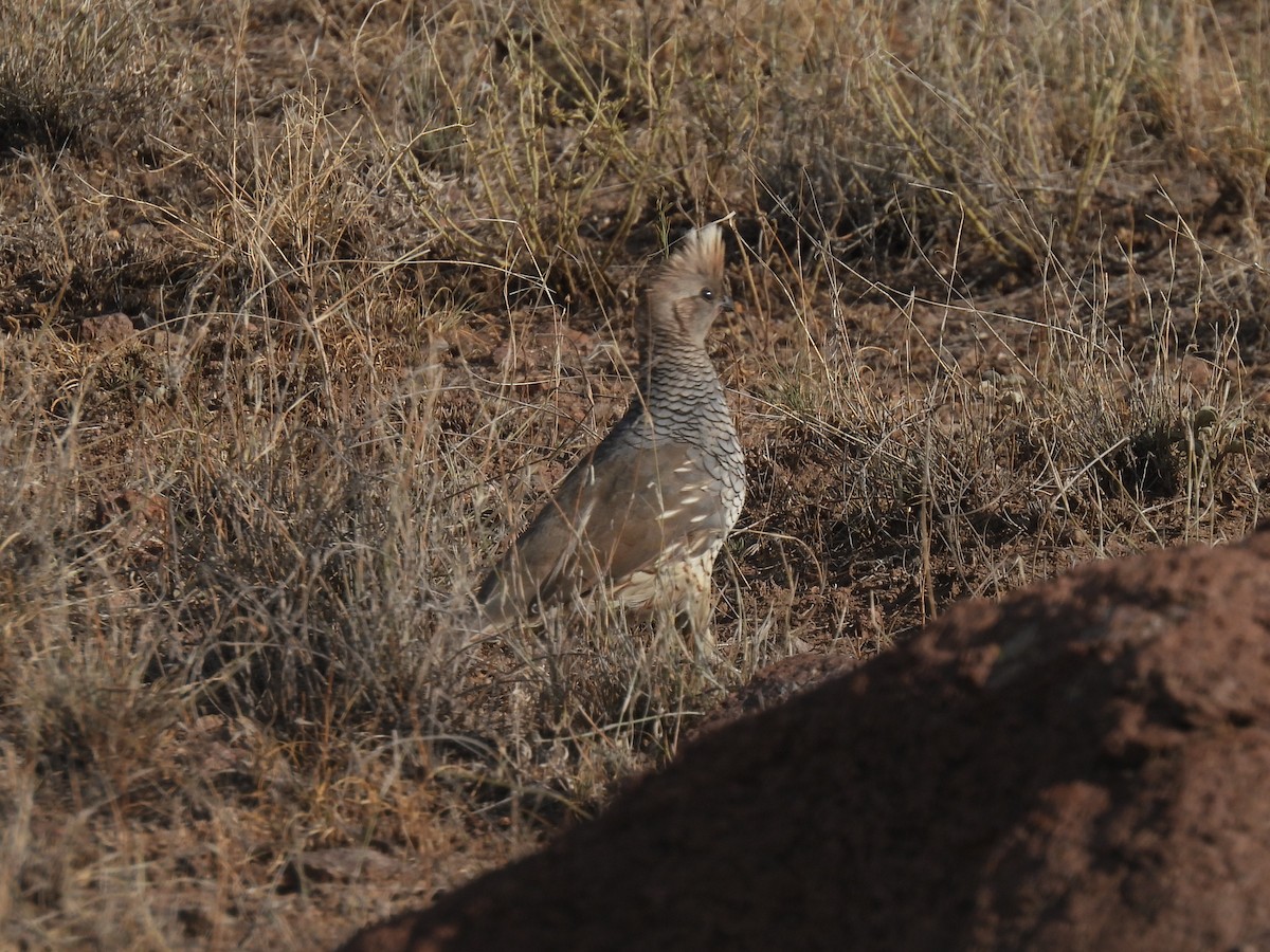 Scaled Quail - ML623829869