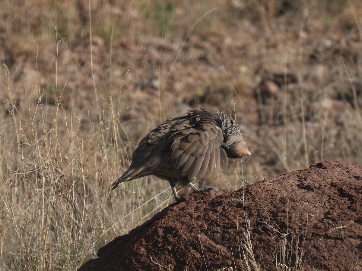 Scaled Quail - ML623829870