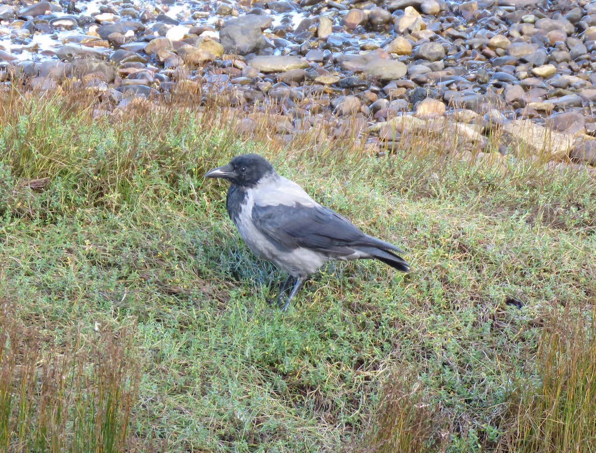 Hooded Crow - ML623829877