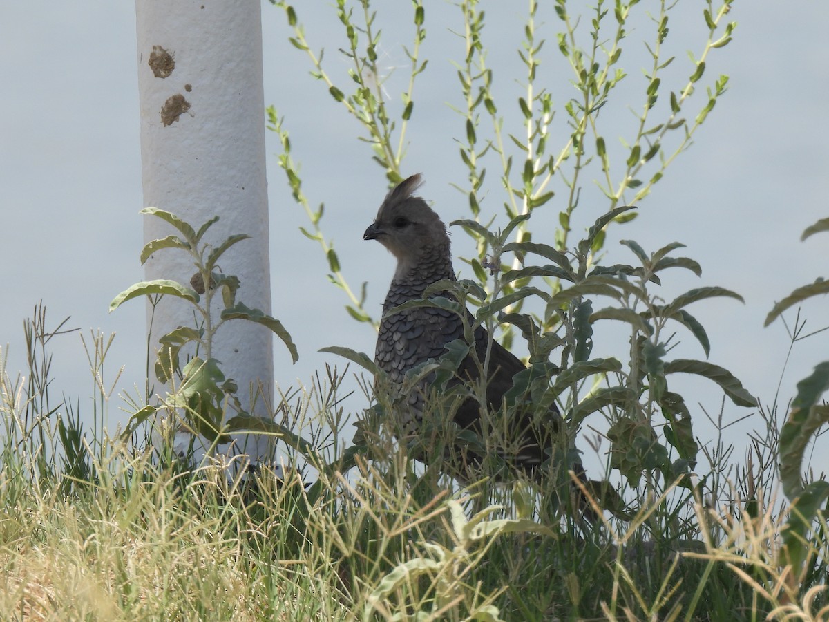 Scaled Quail - ML623829881