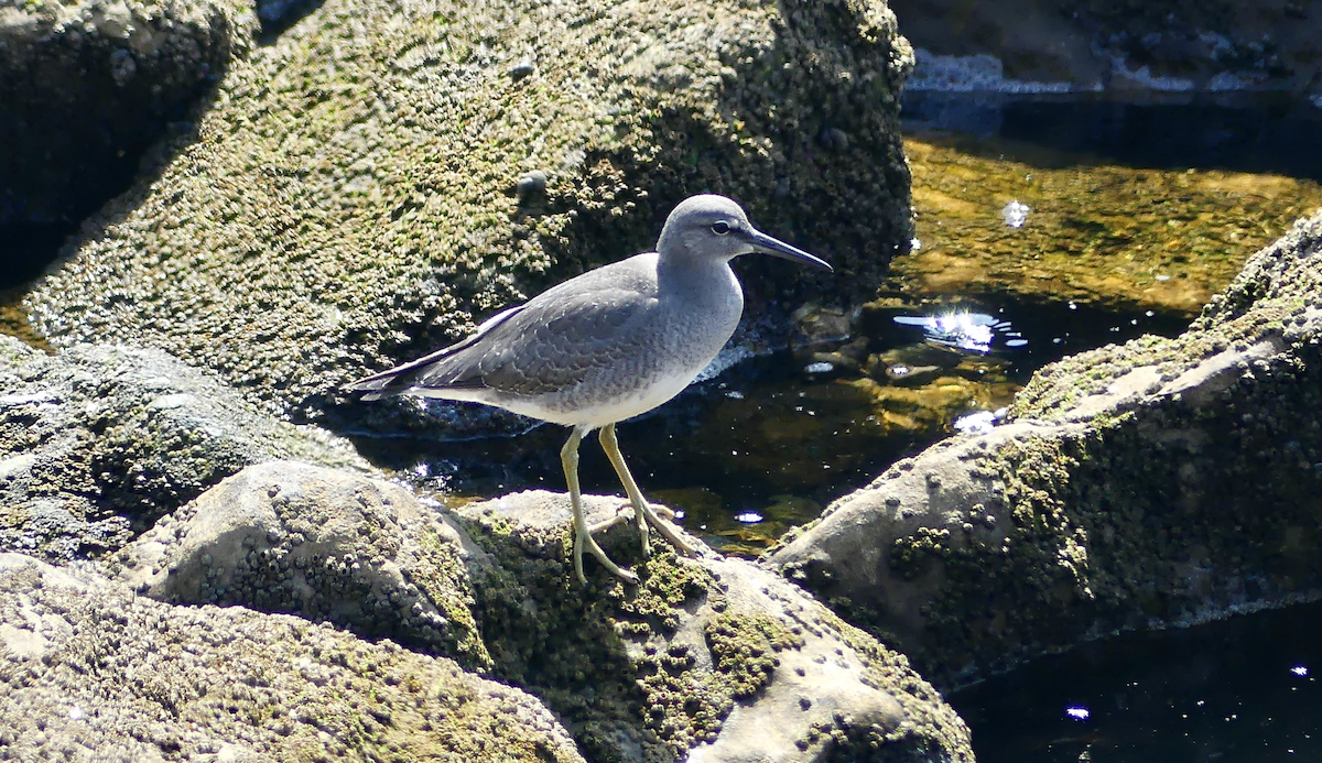 Wandering Tattler - N Jones