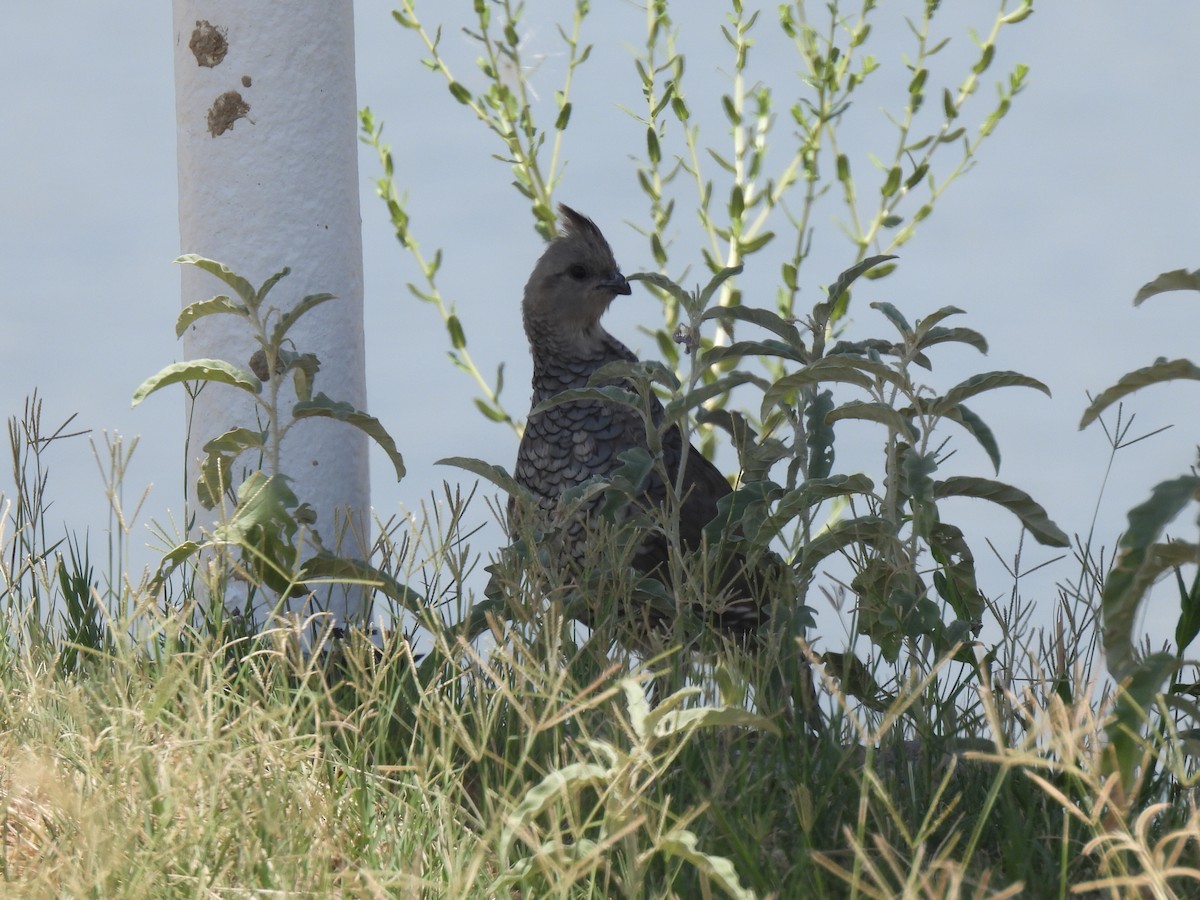 Scaled Quail - ML623829890