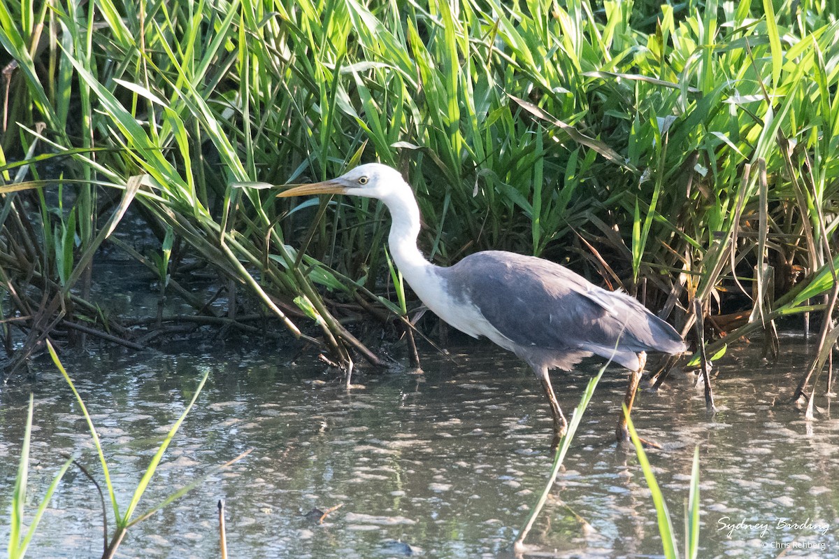 Pied Heron - ML623829892