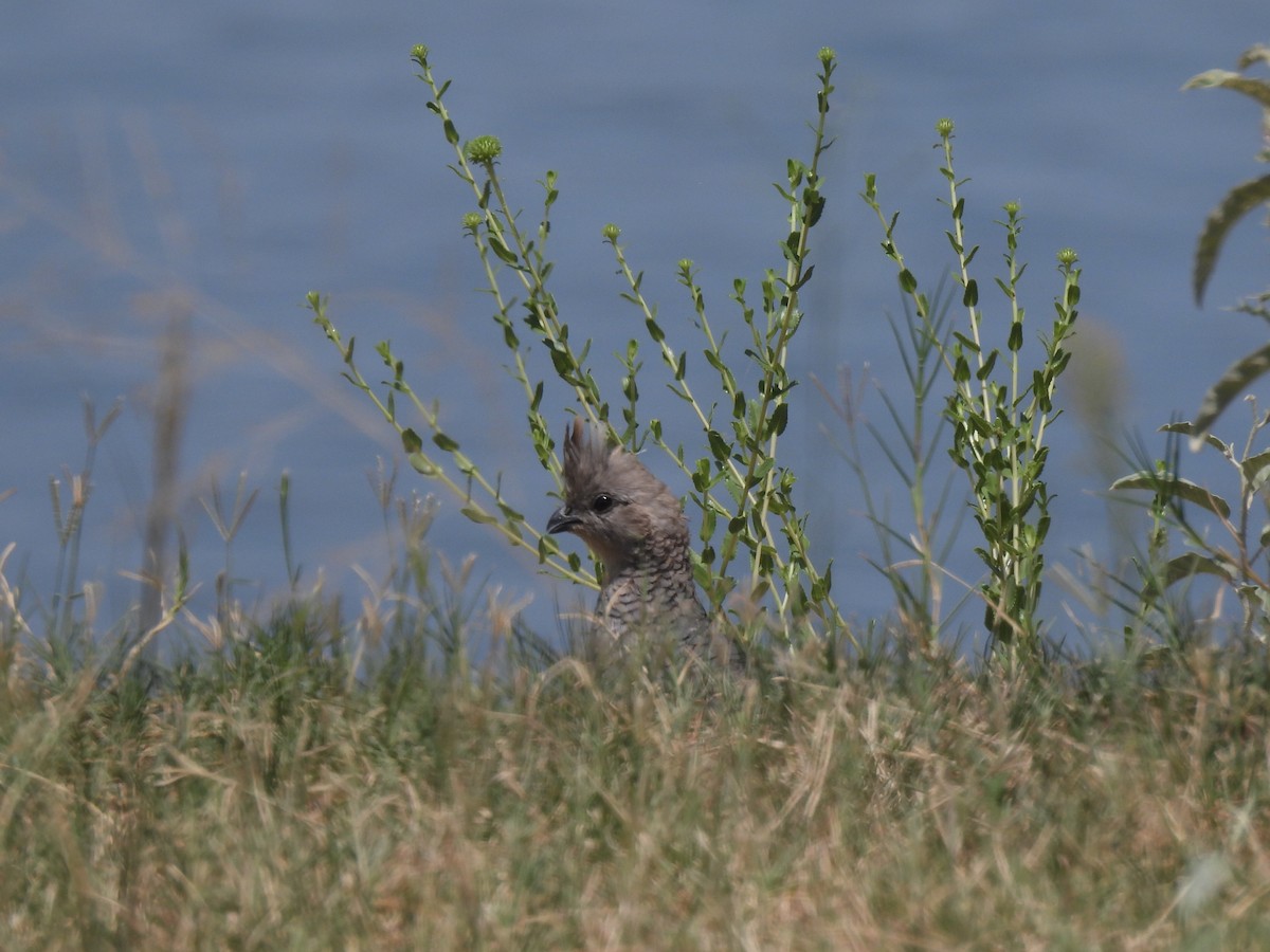 Scaled Quail - ML623829893