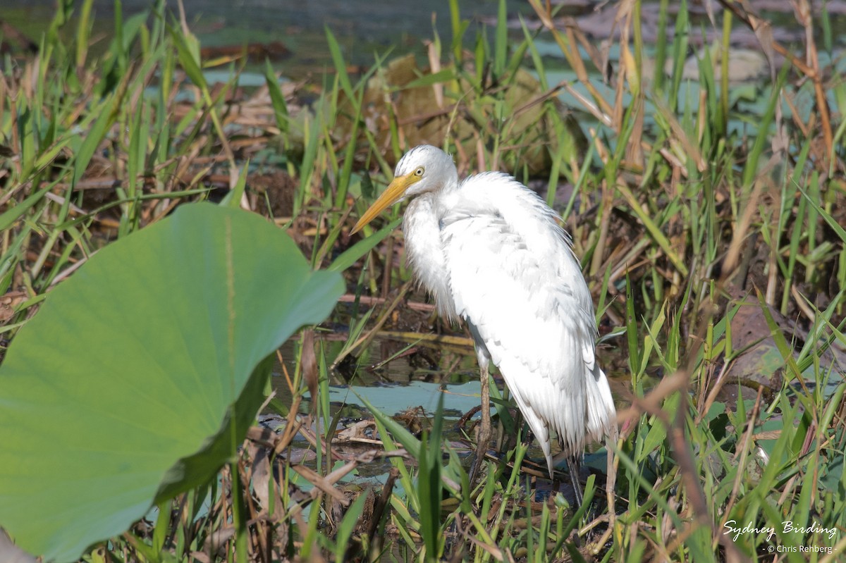 Plumed Egret - ML623829896