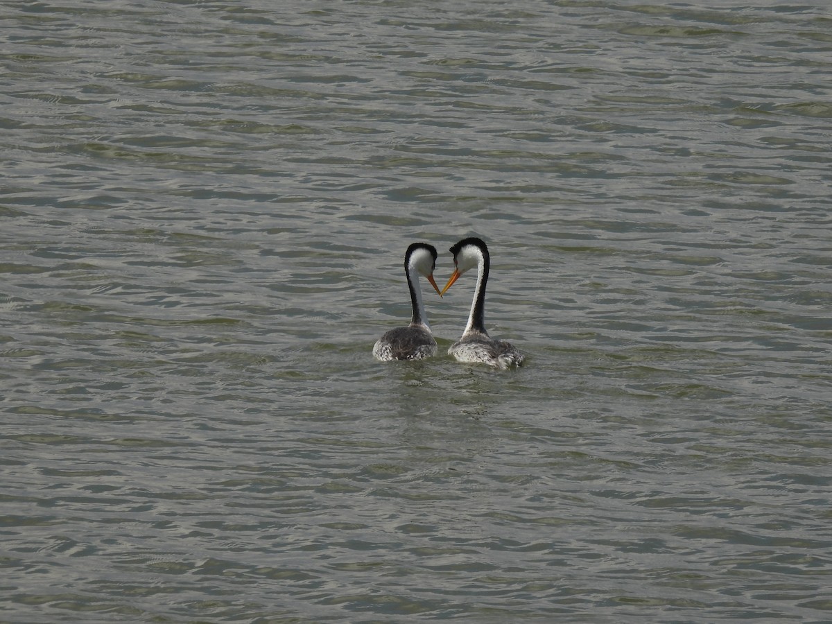 Clark's Grebe - Nathan Wahler