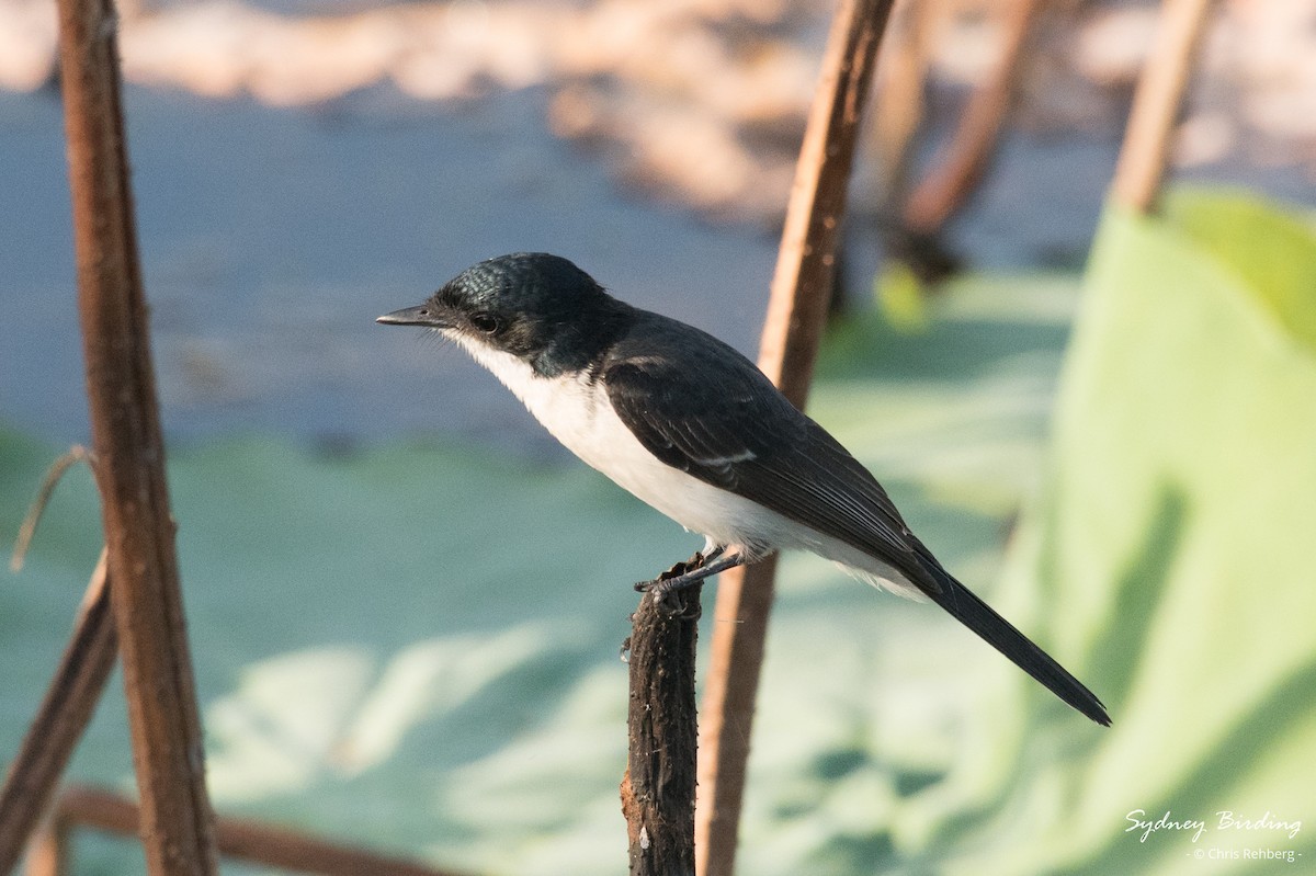 Paperbark Flycatcher - ML623829919