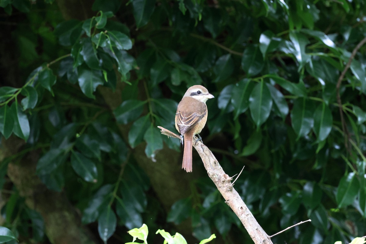 ťuhýk hnědý - ML623829936