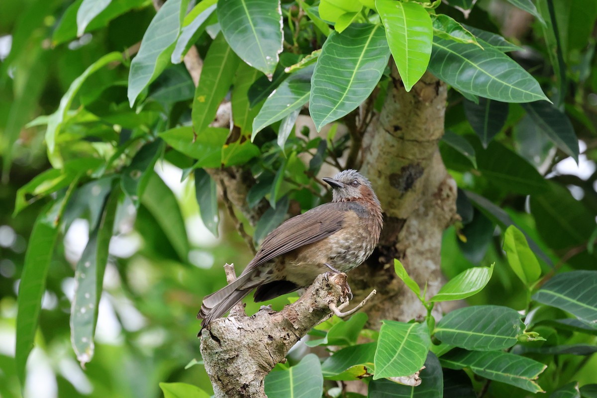 Brown-eared Bulbul - ML623829940