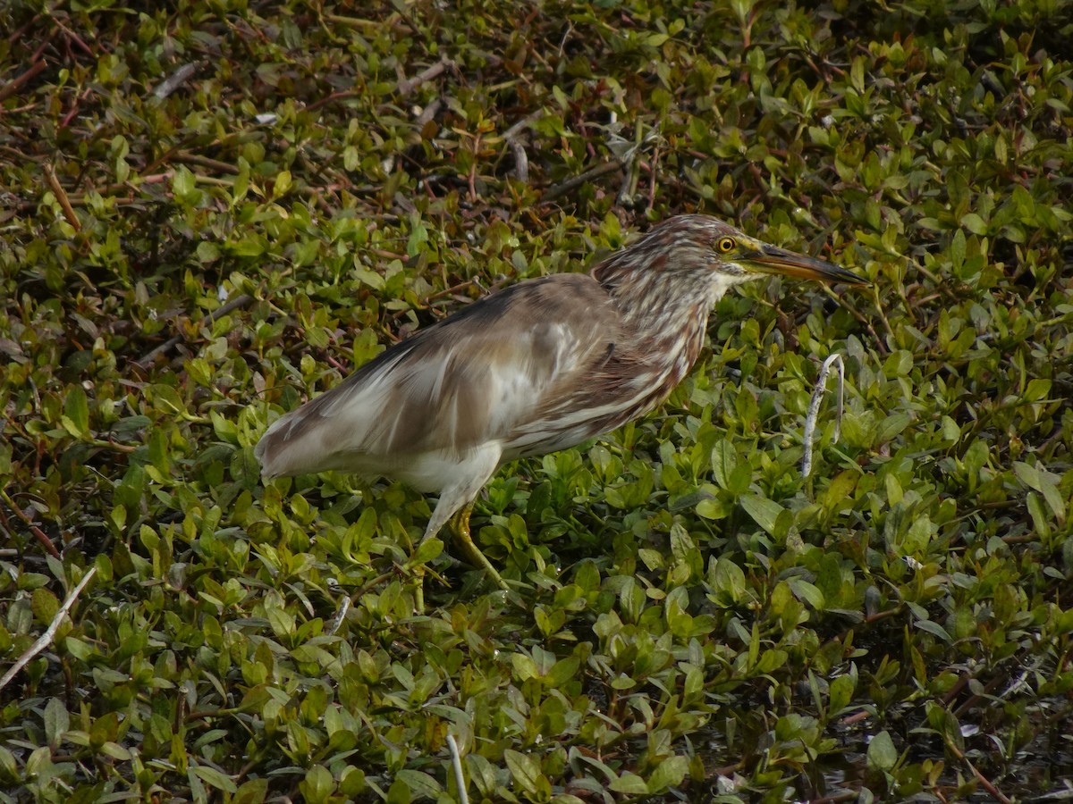 Chinese Pond-Heron - Pierre Alquier