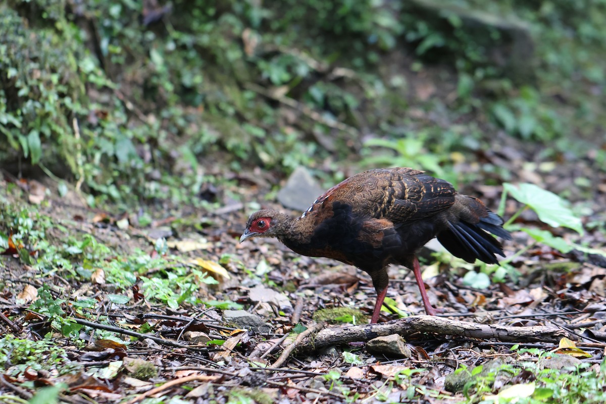 Swinhoe's Pheasant - Chi-Hsuan Shao