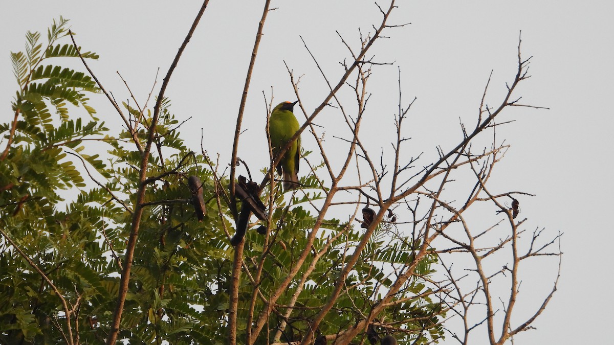 Golden-fronted Leafbird - ML623830018