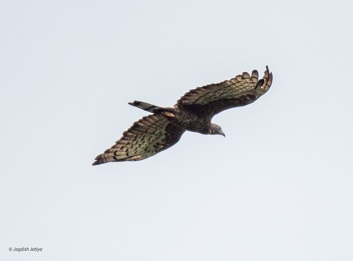 Oriental Honey-buzzard - Jagdish Jatiya