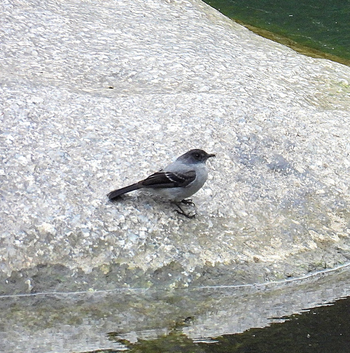 Torrent Tyrannulet - Kathy Hart