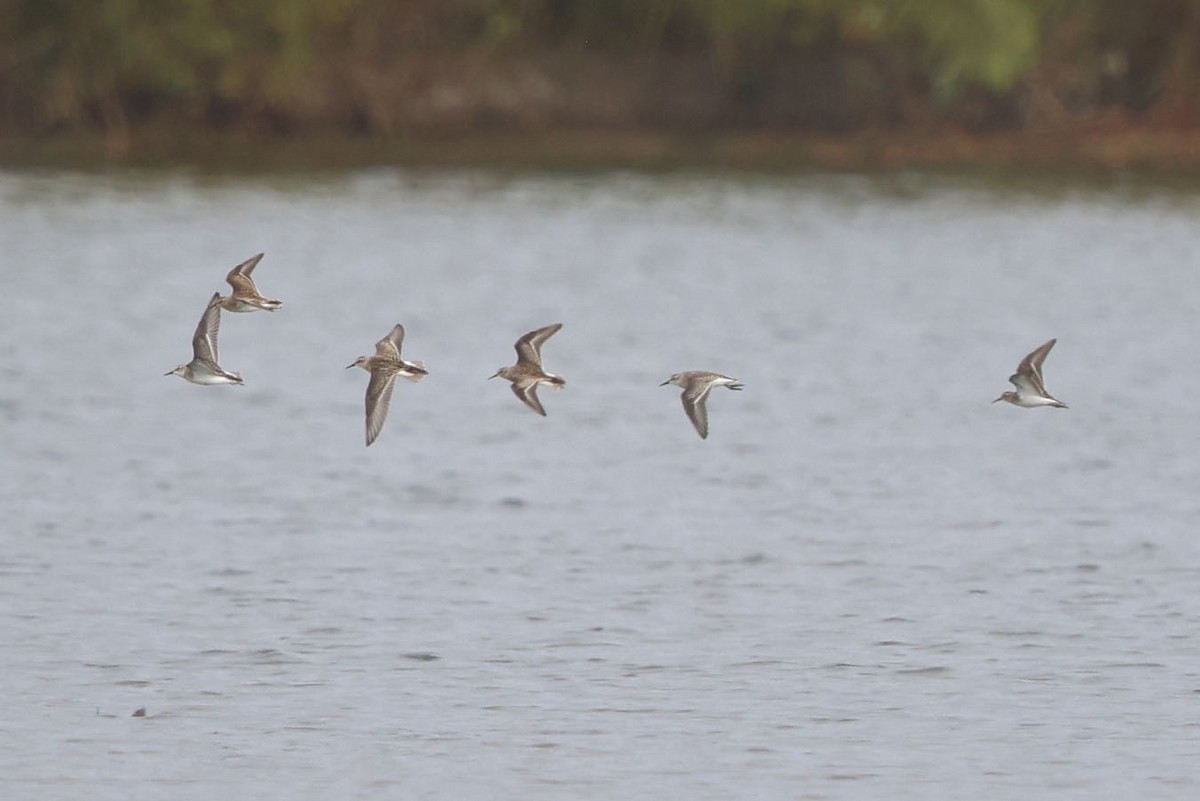 Semipalmated Sandpiper - ML623830042