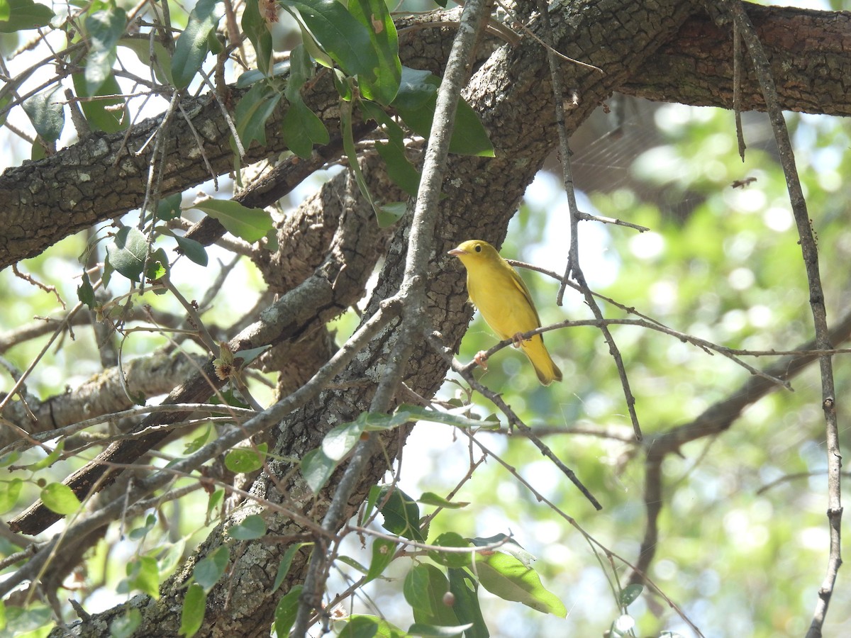 Yellow Warbler (Northern) - ML623830076