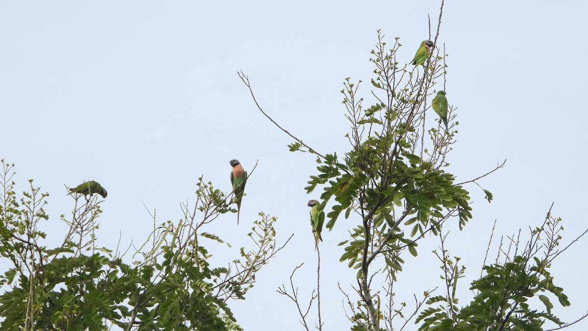 Red-breasted Parakeet - Thomas Claret