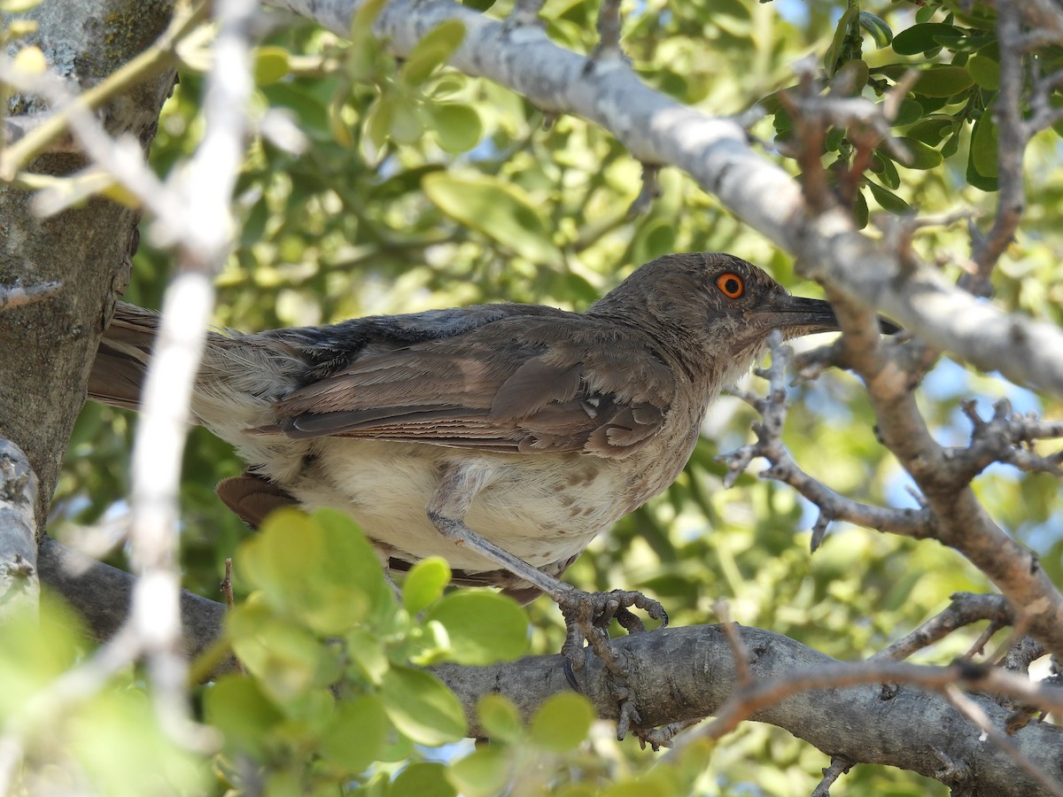 Curve-billed Thrasher (curvirostre Group) - ML623830108