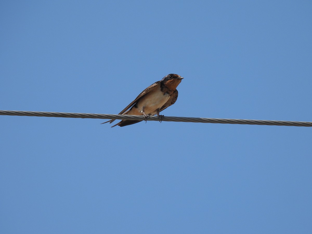 Barn Swallow - ML623830137