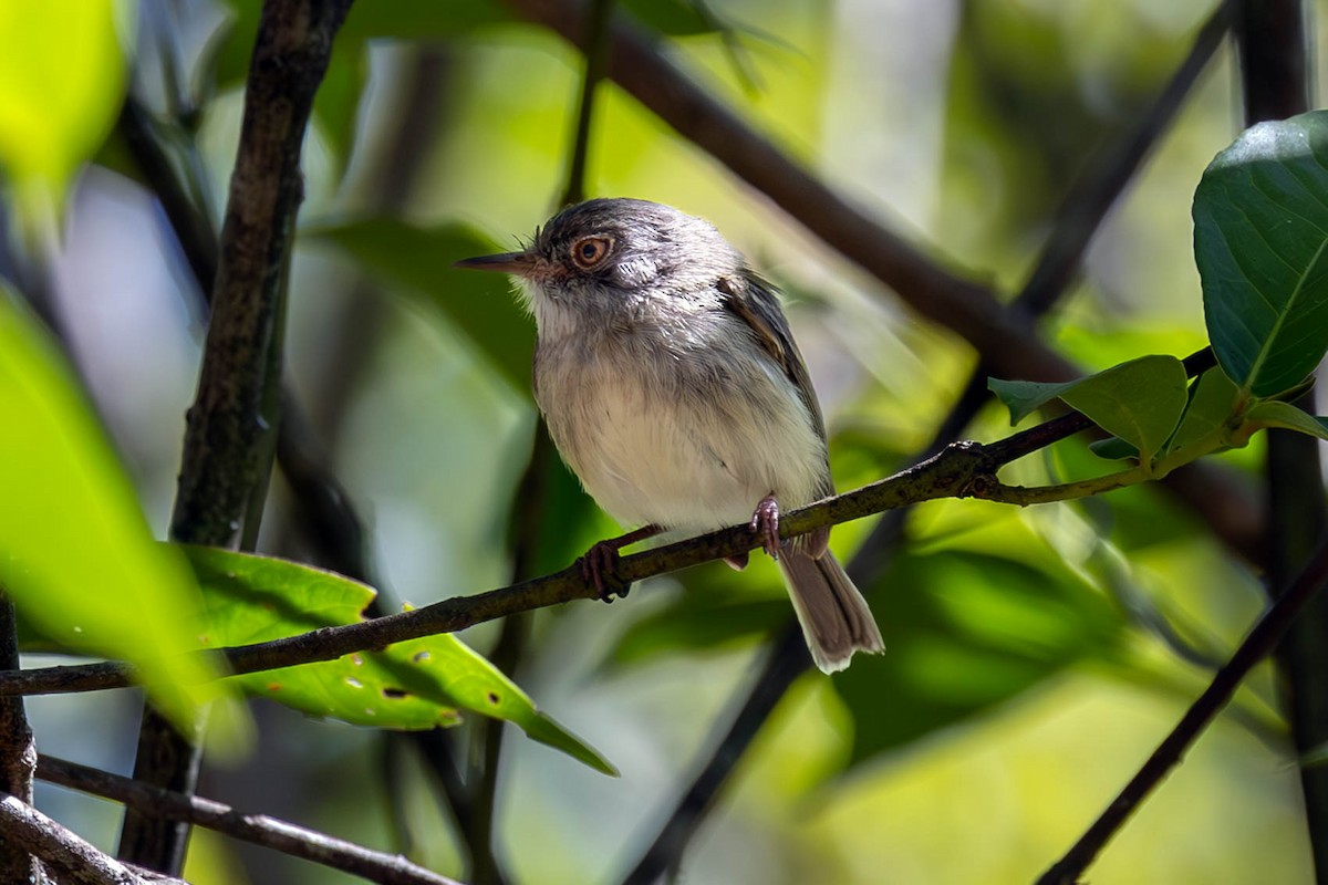 Pearly-vented Tody-Tyrant - ML623830148