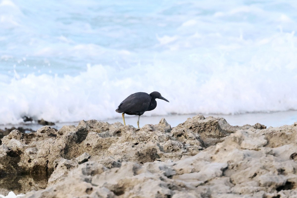 volavka pobřežní - ML623830159