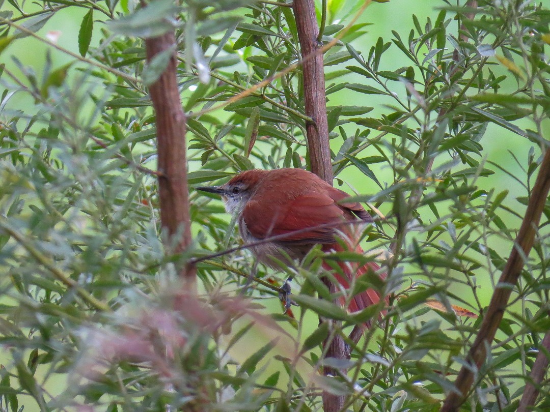 Yellow-chinned Spinetail - ML623830160